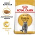 ROYAL CANIN British Shorthair до 20% (Роял Канин для британской короткошерстной кошки) (10737)  - ROYAL CANIN British Shorthair до 20% (Роял Канин для британской короткошерстной кошки) (10737) 