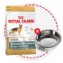Акция! German Shepherd (Royal Canin для взр. Немецкой овчарки) (10635) - Syndication_303797H01_Germ_Hero_900x900.jpg